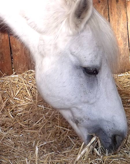 Cours Poney Rambouillet - Poney club 78